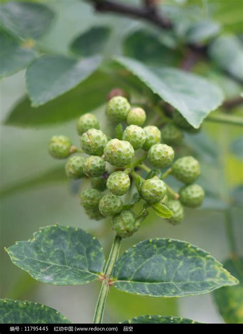 花椒树|花椒树(芸香科花椒属植物)